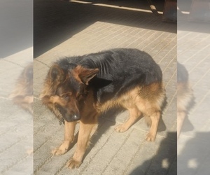 Father of the German Shepherd Dog puppies born on 03/02/2026