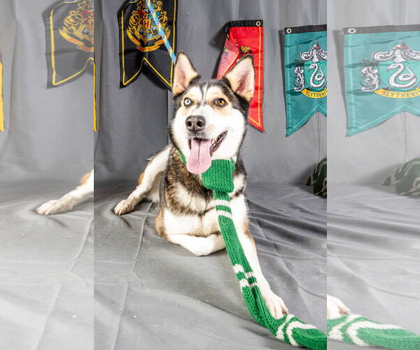 Medium Photo #5 Mutt Puppy For Sale in Rowlett, TX, USA