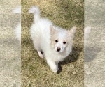 Small #3 Miniature American Eskimo