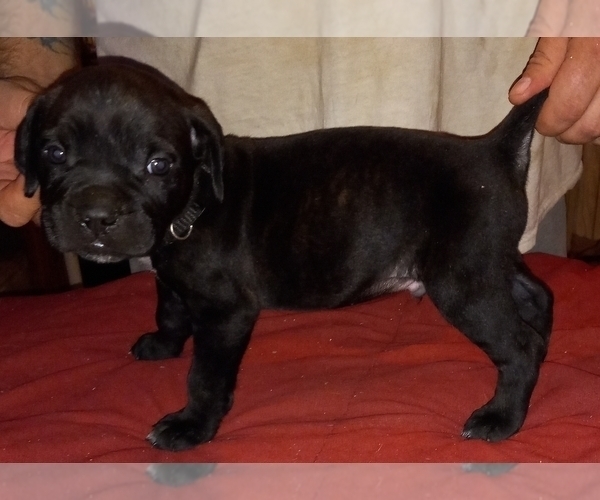 Medium Photo #3 Cane Corso Puppy For Sale in GRENVILLE, NM, USA