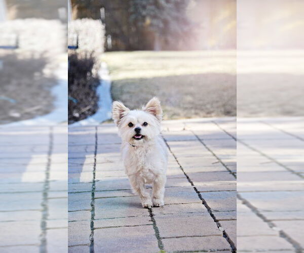 Medium Photo #2 Mutt Puppy For Sale in Sandy, UT, USA