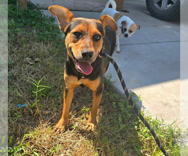 Medium Photo #12 Labrador Retriever-Unknown Mix Puppy For Sale in New York, NY, USA