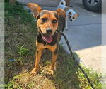 Small #11 Labrador Retriever Mix