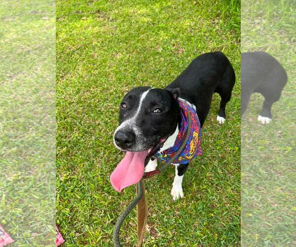 Medium Photo #1 American Staffordshire Terrier-Unknown Mix Puppy For Sale in Oakhurst, NJ, USA