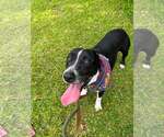 Small American Staffordshire Terrier Mix