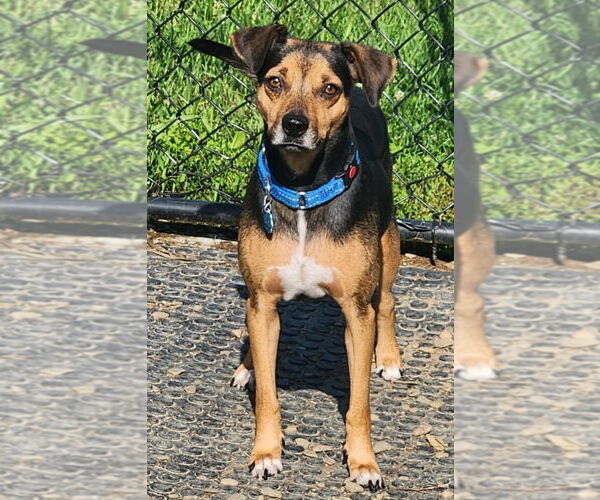 Medium Photo #3 Mutt Puppy For Sale in Walnutport, PA, USA