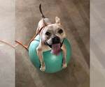 Small Photo #11 Bulldog-Unknown Mix Puppy For Sale in Kennesaw, GA, USA