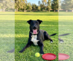 Small #1 Labrador Retriever Mix