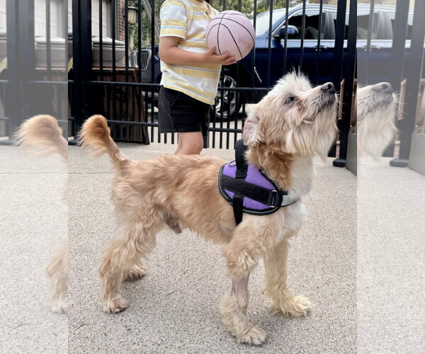 Medium Photo #2 Maltese-Unknown Mix Puppy For Sale in Germantown, OH, USA