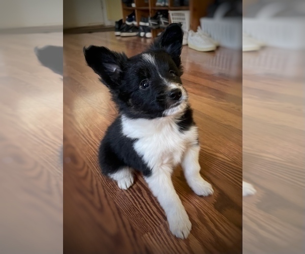 Medium Photo #5 Border Collie-Papillon Mix Puppy For Sale in CULPEPER, VA, USA