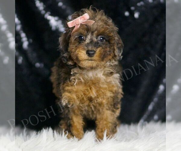 Medium Photo #114 Poodle (Miniature) Puppy For Sale in WARSAW, IN, USA