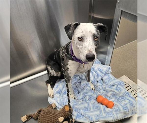 Medium Photo #1 Mutt Puppy For Sale in Denver, CO, USA