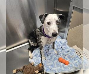 Mutt Dogs for adoption in Denver, CO, USA