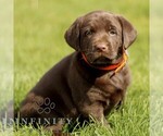 Small #2 Labrador Retriever