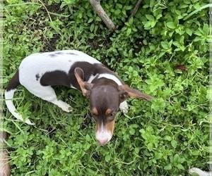 Mother of the Dachshund puppies born on 04/23/2025