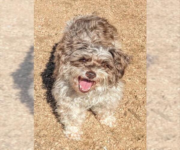 Medium Photo #1 Norfolk Terrier-Unknown Mix Puppy For Sale in Plano, TX, USA