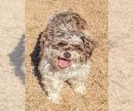Small Norfolk Terrier Mix