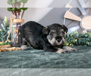 Medium Schnauzer (Miniature)