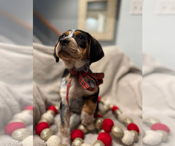 Medium Photo #9 Mutt Puppy For Sale in pomfret, CT, USA