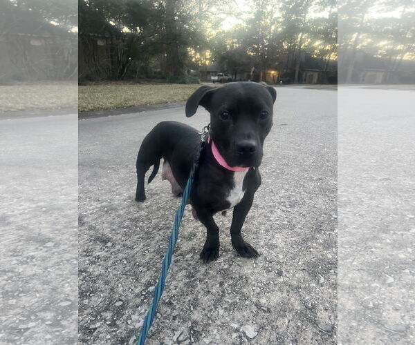Medium Photo #7 American Pit Bull Terrier-Basset Hound Mix Puppy For Sale in The Woodlands, TX, USA