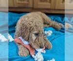 Puppy Bobby Flay Goldendoodle