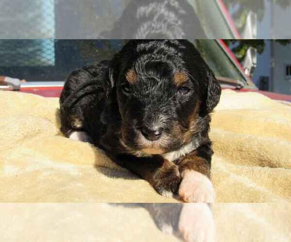 Medium Photo #1 Bernedoodle Puppy For Sale in BIG ROCK, IL, USA