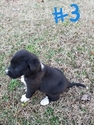 Small Photo #10 Great Pyredane Puppy For Sale in WOODVILLE, AL, USA