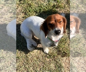 Mother of the Dachshund puppies born on 04/28/2025
