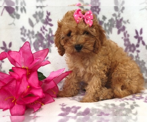Medium Photo #12 Cavapoo-Poodle (Miniature) Mix Puppy For Sale in LAKELAND, FL, USA
