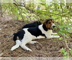 Small #1 Beagle-German Shepherd Dog Mix