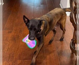 Texas Legends Janis - Located in TX - Female Mutt Dog for Adoption - Photo #8