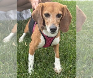 Beagle Dogs for adoption in Mundelein, IL, USA