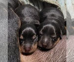 Small Photo #4 Rottweiler Puppy For Sale in GRESHAM, OR, USA