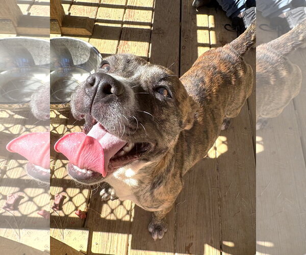 Medium Photo #3 Mutt Puppy For Sale in Wetumpka, AL, USA