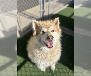 Siberian Husky Dogs for adoption in Chula Vista, CA, USA