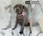 Image preview for Ad Listing. Nickname: June