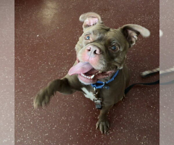 Medium Photo #7 Mutt Puppy For Sale in Fargo, ND, USA