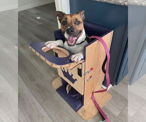 Arcee - Female American Staffordshire Terrier-Unknown Mix Dog for Adoption - Photo #7