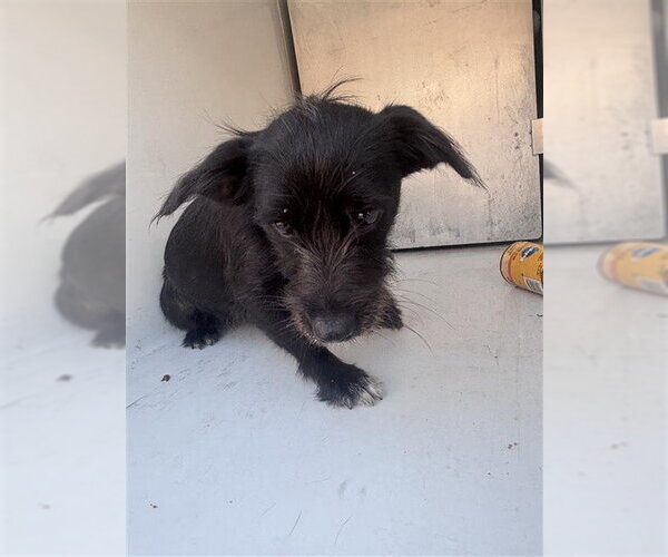 Medium Photo #1 Mutt Puppy For Sale in Houston, TX, USA