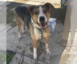 Black and Tan Coonhound-German Shepherd Dog Mix Dogs for adoption in Modesto, CA, USA