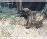 Small Photo #17 Belgian Malinois-Dutch Shepherd Dog Mix Puppy For Sale in SALADO, TX, USA
