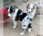 Small #14 Shetland Sheepdog