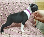 Small Photo #4 Boston Terrier Puppy For Sale in AFTON, WY, USA
