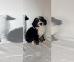 Mason - Male Bernedoodle Puppy for Sale - Photo #5