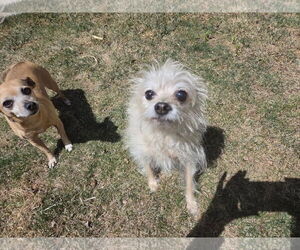 Mutt Dogs for adoption in Fort Collins, CO, USA