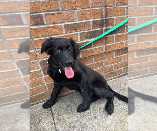 Medium Photo #1 Mutt Puppy For Sale in Candler, NC, USA