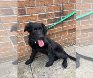 Mutt Dogs for adoption in Candler, NC, USA