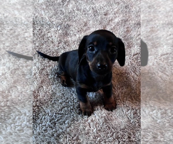 Medium Photo #2 Dachshund Puppy For Sale in SOUTHINGTON, OH, USA