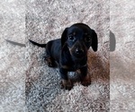 Small #1 Dachshund