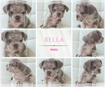 Small #5 French Bulldog